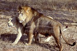 Image du Maroc Professionnelle de  MAX un jeune lion de l'atlas âgé de 7 ans effectue sa première sortie de cage depuis sa naissance, il est accompagné d'une lionne âgée de 5 ans qui avait déjà donnée naissance à 3 petits au zoo de Temara près de Rabat, le 27 Avril 1999. (Photo / Abdeljalil Bounhar) 